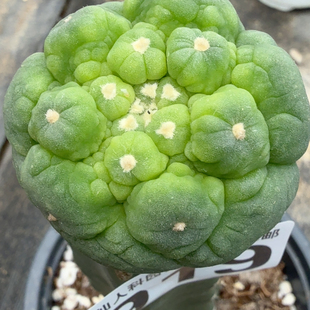 苗接大尤919