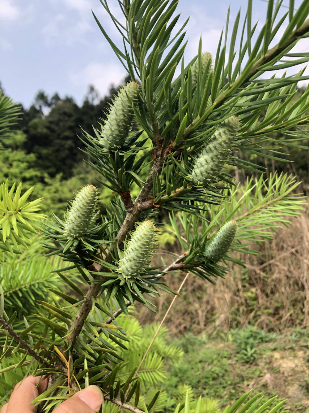 油杉杜松造型盆景袋苗江南油杉黄枝油杉黄金杉