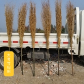 竹扫把竹枝环卫扫把家用工厂车间扫帚扫马路大街物业大扫把院子