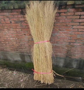 金丝草苗铁扫把苗竹扫把苗竹枝大扫把老式笤帚环卫清洁扫把原材料