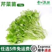 芹菜新鲜芹菜苗新鲜一盒香芹水芹西芹芹菜苗食用芹菜酒店香料蔬菜