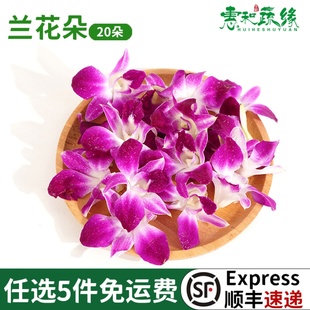 新鲜洋兰花朵20朵酒楼饭店火锅摆盘装饰点缀花草叶子杨兰花马兰花