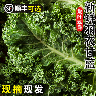 费西餐沙拉蔬菜 羽衣甘蓝新鲜蔬菜食用榨汁烤片健身轻食2斤顺丰 免邮