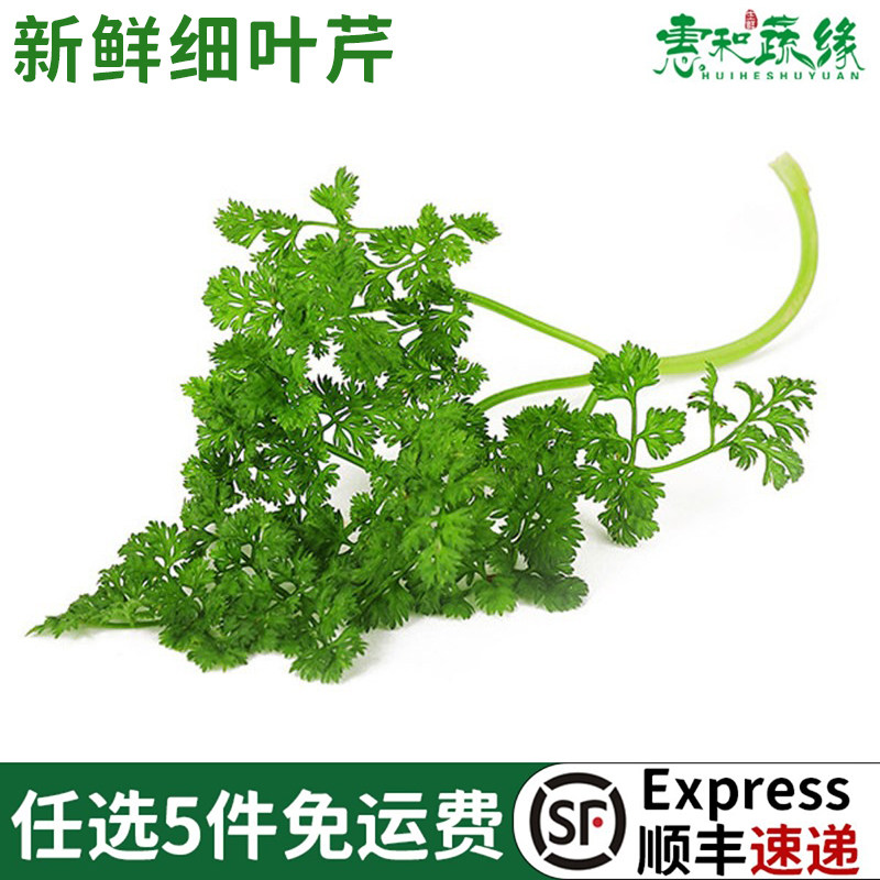 新鲜细叶芹 100g 西餐摆盘食用香叶芹有喙欧芹新鲜香料食用香叶芹