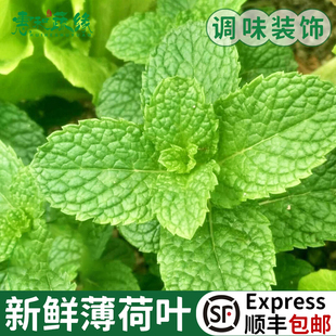 鲜留兰香薄荷叶 包邮 薄荷叶新鲜食用泡水装 饰烘焙调酒商用专用500g