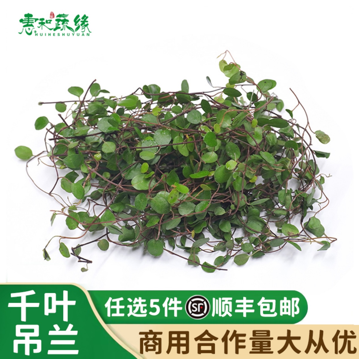 千叶吊兰西餐酒楼摆盘装饰花草蛋糕饮品甜品点缀长寿藤吊兰叶子