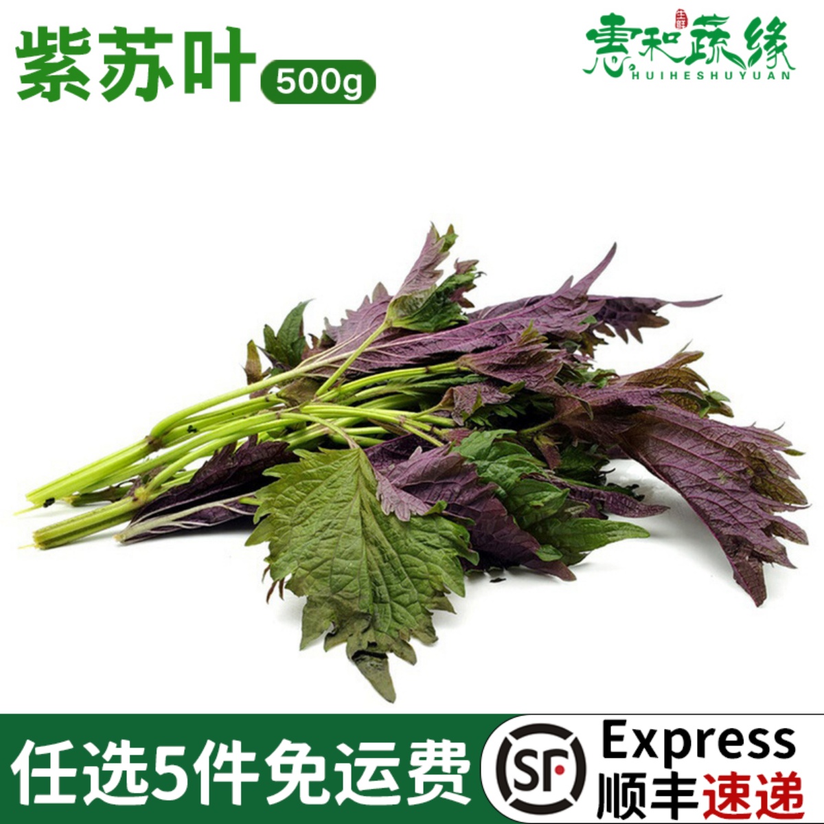 新鲜紫苏叶做鱼去腥配菜