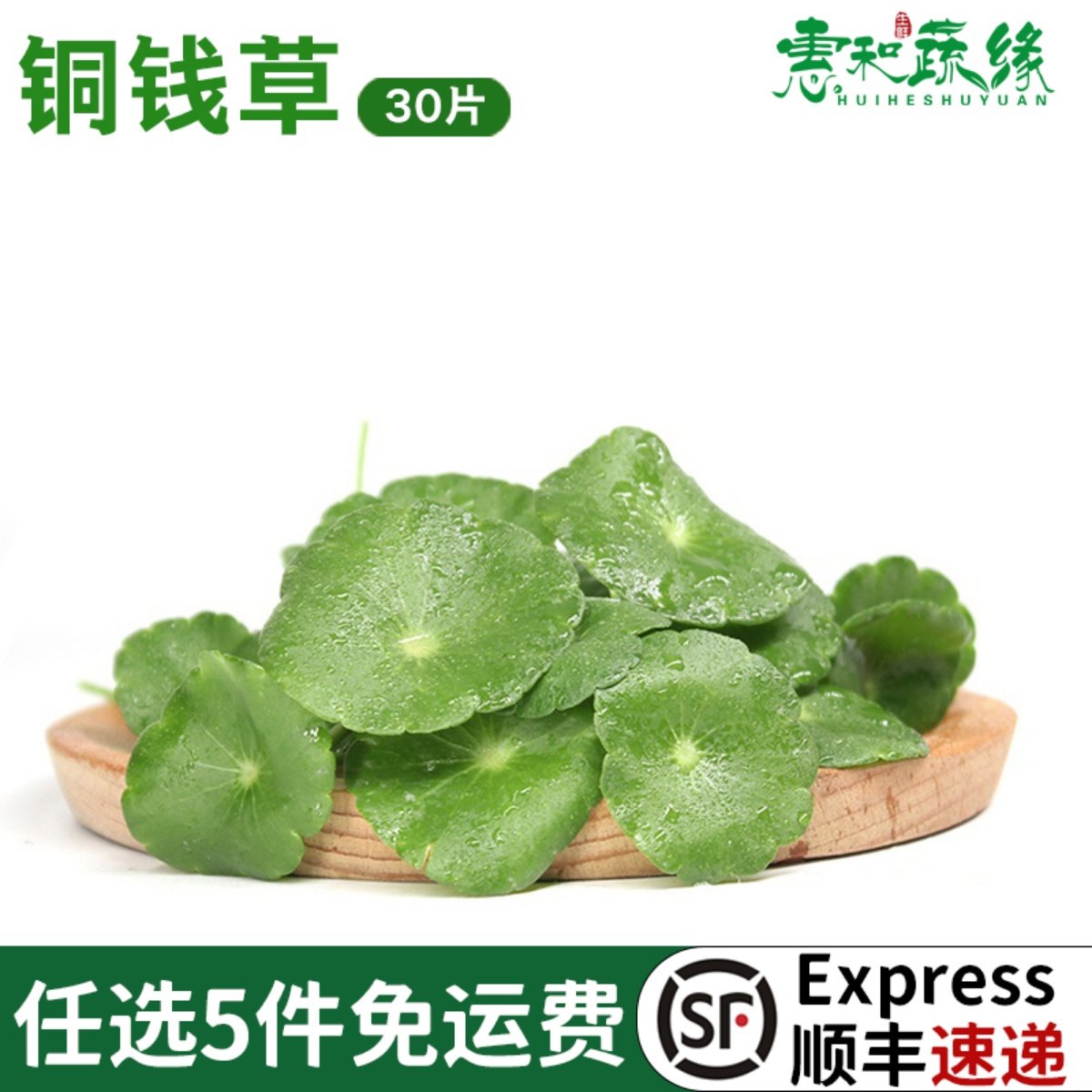 铜钱草新鲜旱金莲叶片西餐饭店