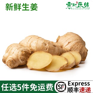 现挖食用生姜姜母高山姜老姜新鲜生姜大黄姜香料调料新鲜农家蔬菜