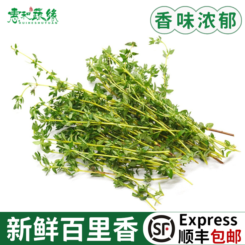 百里香新鲜食用煎牛排用香料菜