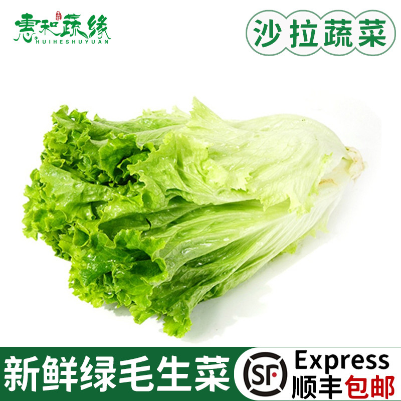 新鲜绿珊瑚500g绿毛罗莎生菜健身清洗即食蔬菜轻食沙拉菜蔬菜沙拉
