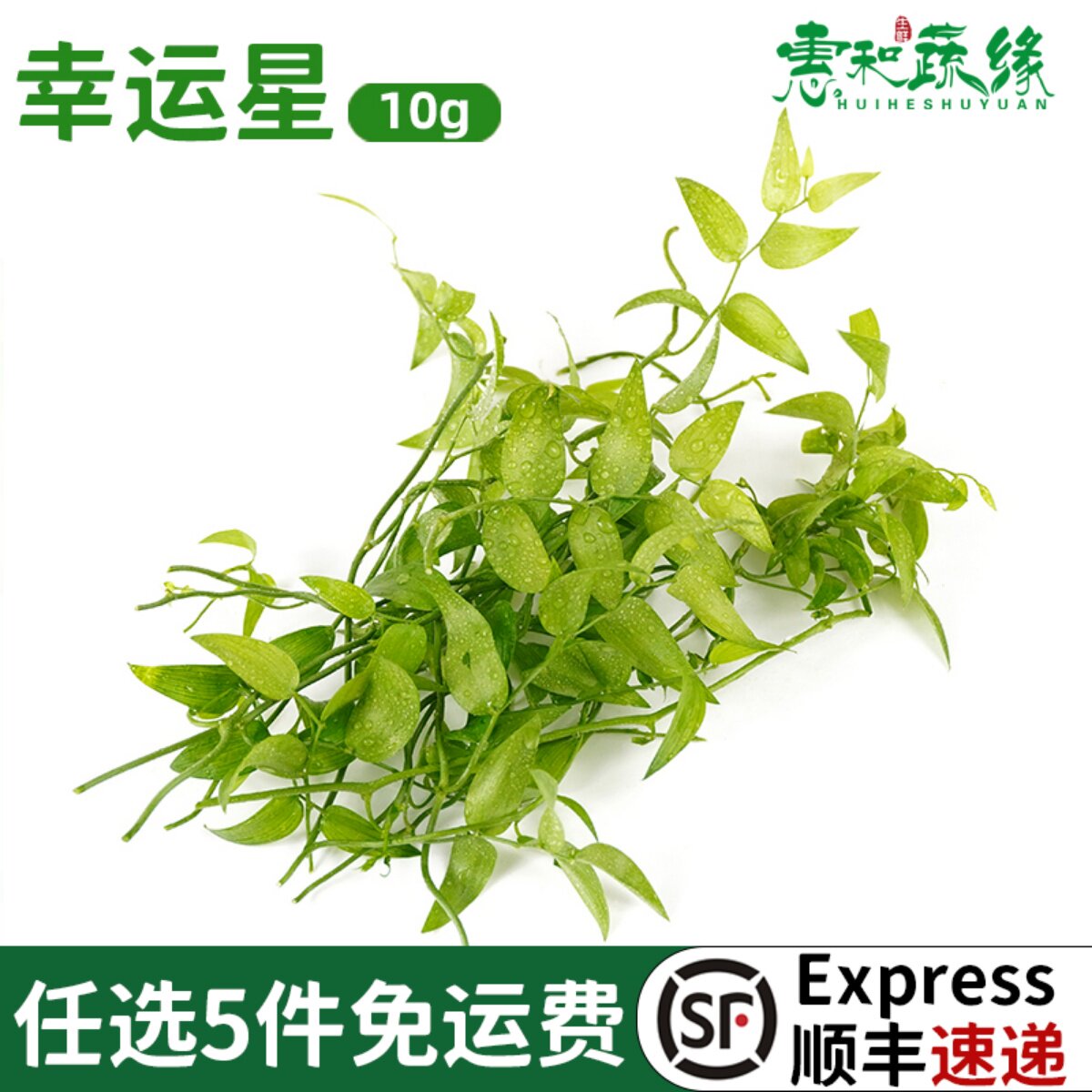 幸运星新鲜阔叶舞竹摆盘装饰花草