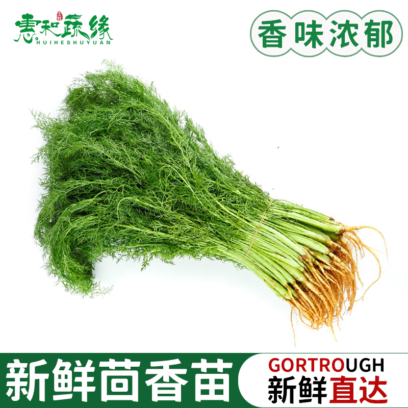 茴香菜新鲜现摘茴香苗带根500g包饺子馅料农家小茴香菜新鲜蔬菜