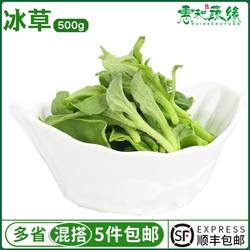 冰草新鲜蔬菜生吃非洲冰草沙拉蔬菜沙拉生菜健身1斤冰菜新鲜
