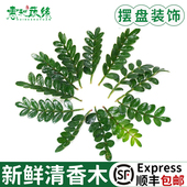 清香木蛋糕装 饰用叶子新鲜烘培装 饰摆盘点缀花草胡须金香木胡椒木
