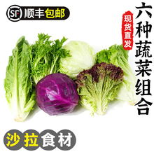 蔬菜沙拉组合4斤红叶苦菊罗马绿毛球生菜紫包菜混合套餐轻食食材