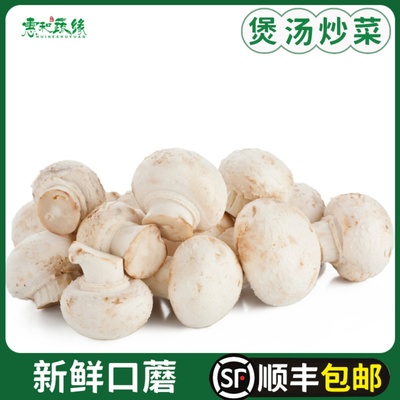 口蘑新鲜白蘑菇 食用菌菇双孢菇口菇煲汤炒菜火锅烧烤食材蔬菜