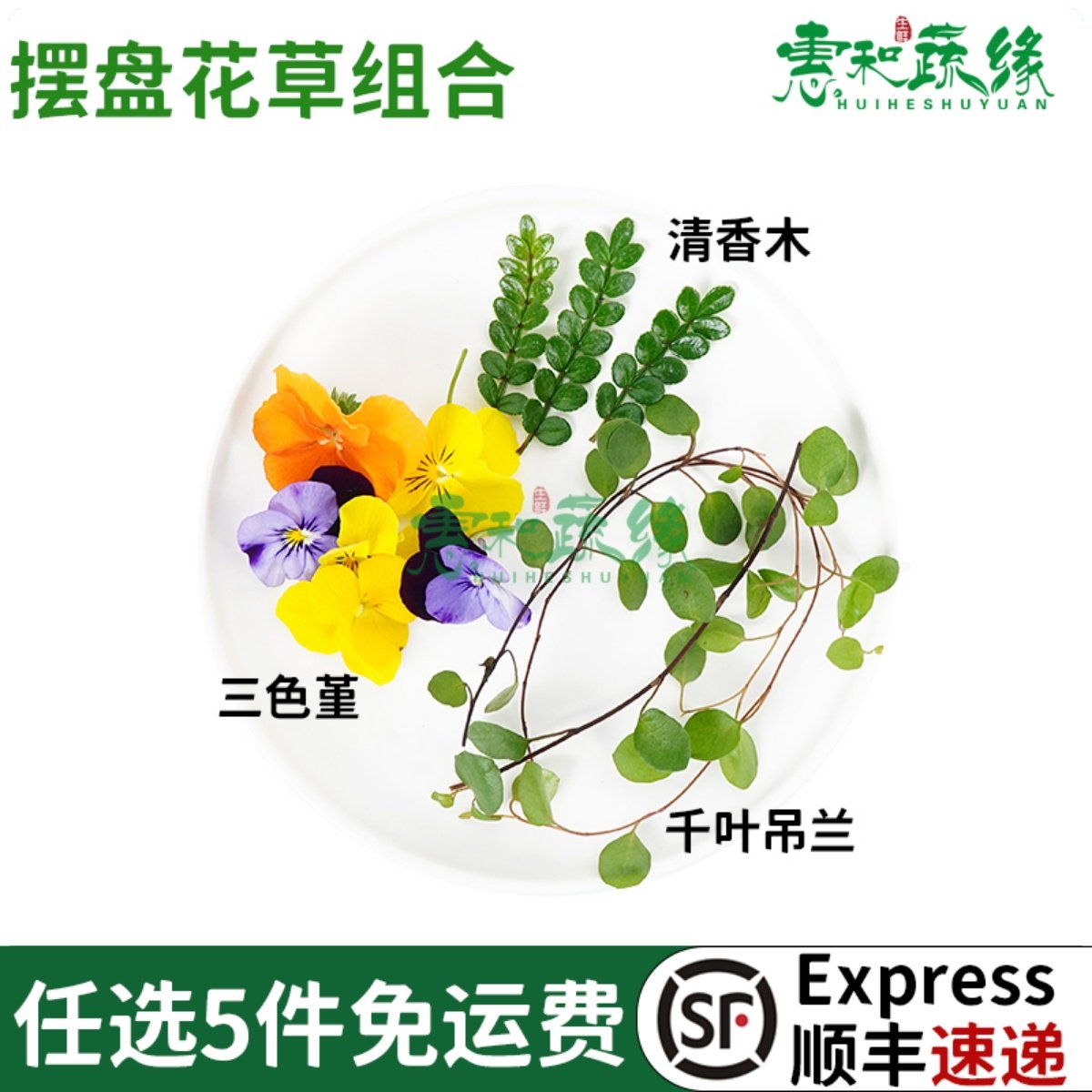 新鲜清香木千叶吊兰三色堇组合西餐酒楼烘焙蛋糕摆盘装饰花草叶子