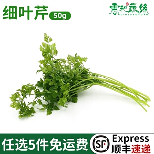 新鲜细叶芹100g西餐香料摆盘食用香叶芹有喙 欧芹山萝卜叶茴芹