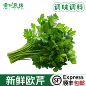 欧芹新鲜意大利番西香料菜500g新鲜蔬菜调味料西餐厅用品香菜