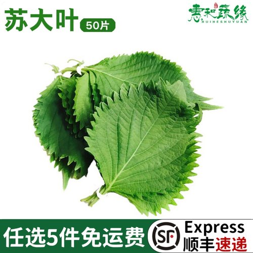 新鲜紫苏叶苏大叶寿司叶海鲜去腥调味包烤肉菜20g鲜苏子叶新鲜 - 封面