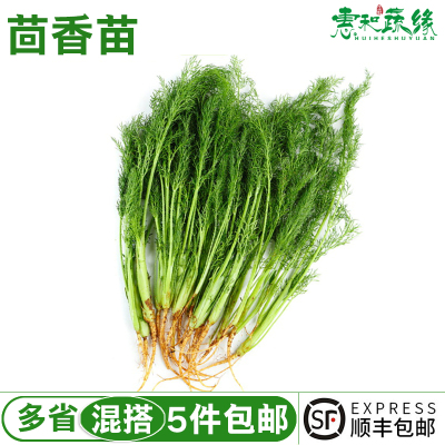 茴香菜新鲜现摘苗带500g饺子馅