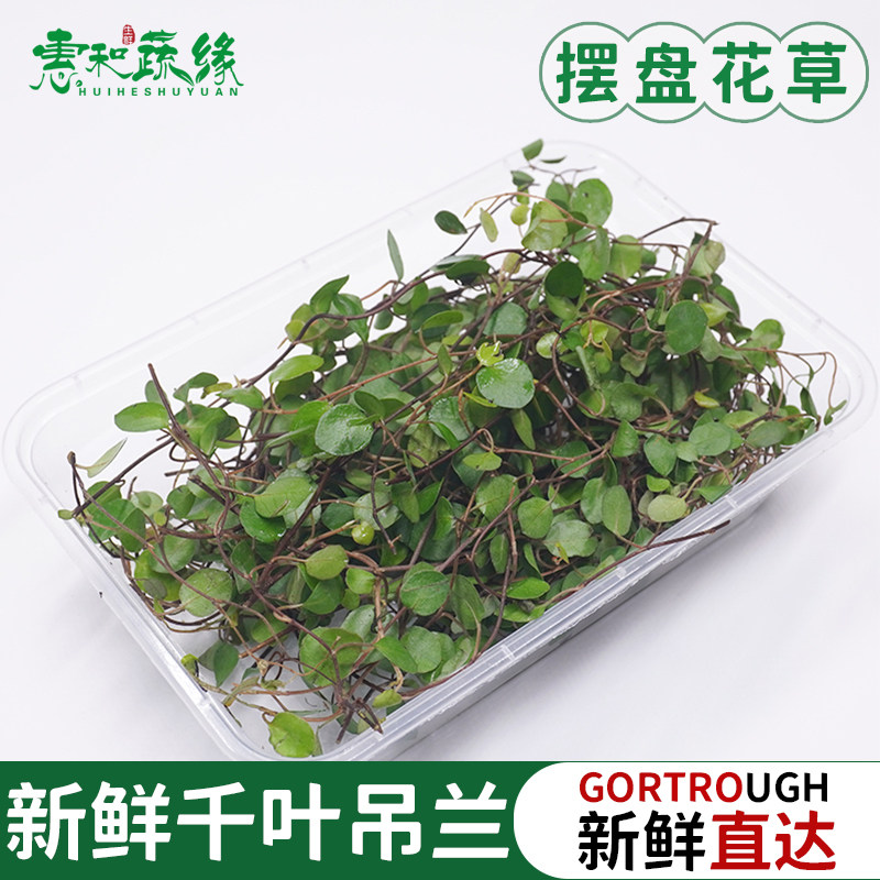 千叶吊兰西餐酒楼摆盘装饰花草蛋糕饮品甜品点缀长寿藤吊兰叶子