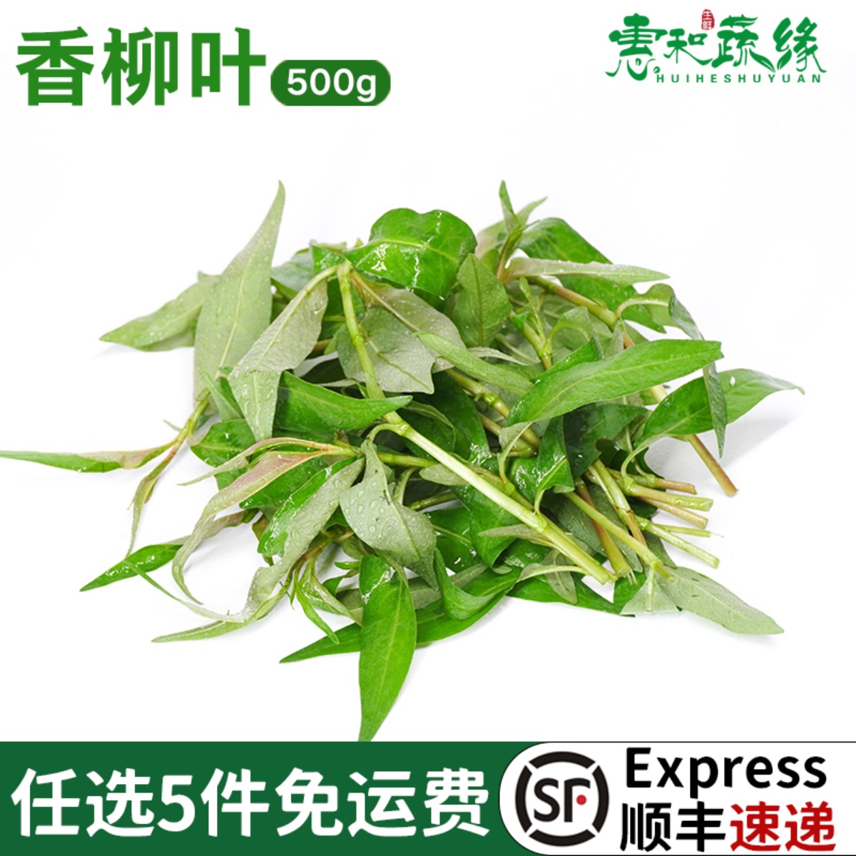 香柳叶拉萨叶新鲜香料菜