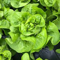 500g fresh cream lettuce, Boston vegetable salad, light Western cuisine, cold dish, raw ingredients, butter lettuce thumbnail 3