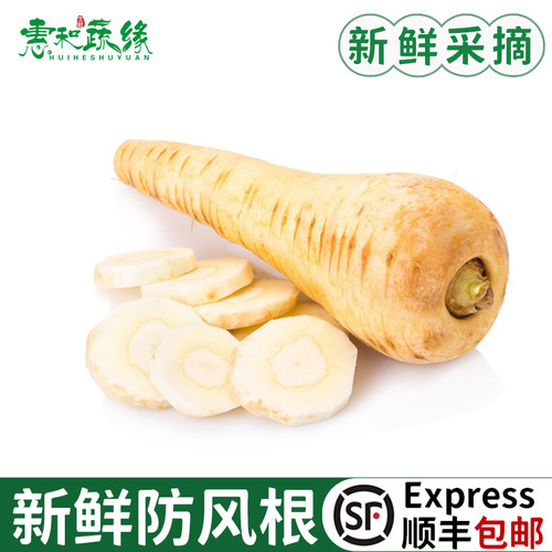 新鲜防风根欧洲萝卜品种 新鲜蔬菜parsnip法国西餐烘焙烤制食用