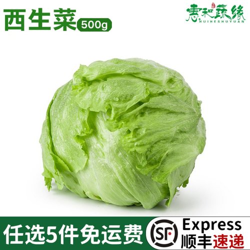 新鲜球生菜500g西餐沙拉蔬菜食材