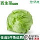 西生菜新鲜蔬菜圆生菜球包菜汉堡包蔬菜沙拉菜球生菜新鲜 包邮 500g
