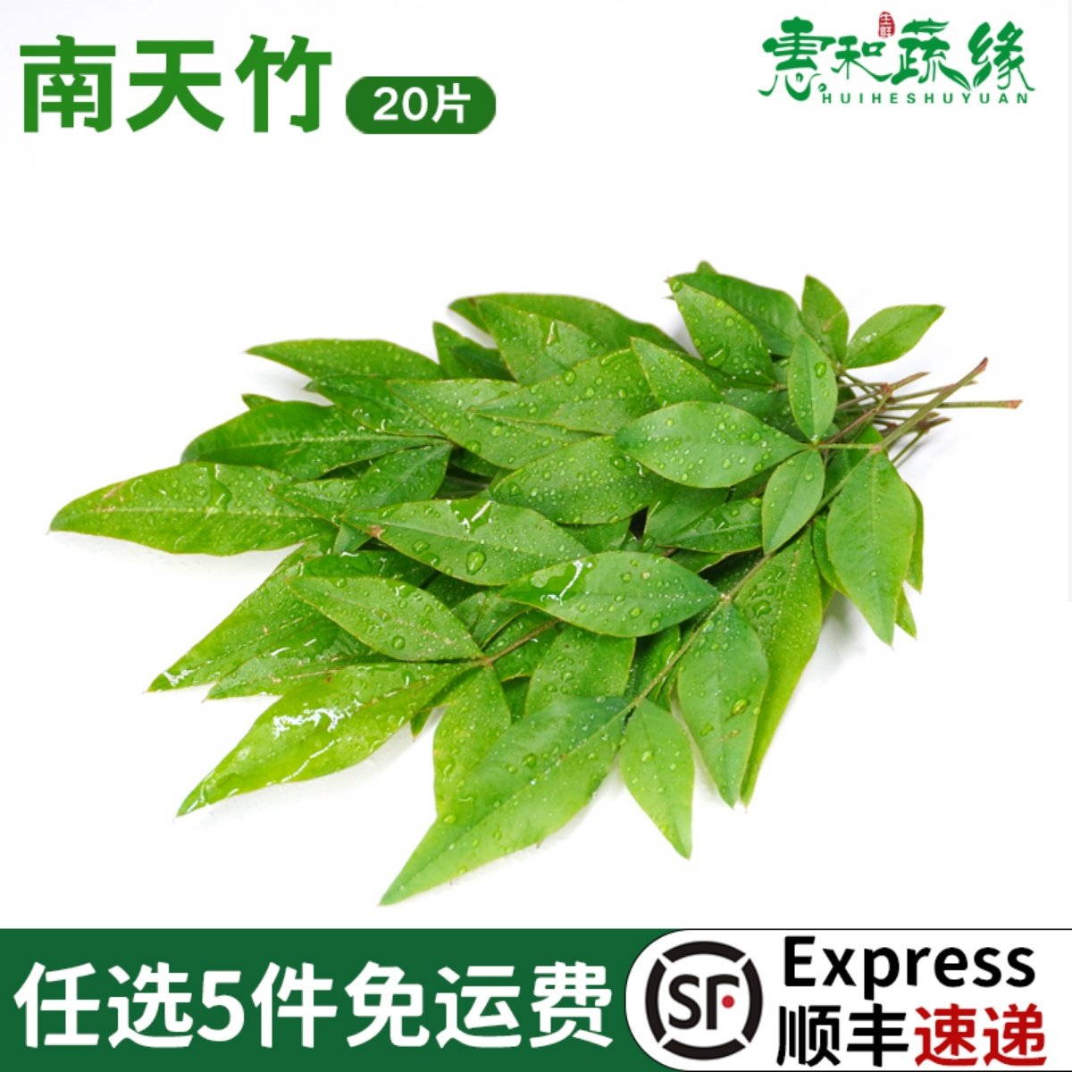 南天竹叶新鲜绿叶绿南不可食用西餐酒楼摆盘装饰花草火锅点缀叶子