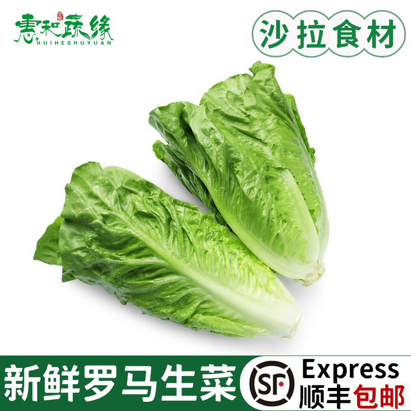 新鲜散叶罗马生菜500g 罗纹凯撒生菜 西餐沙拉食材健康轻食蔬菜