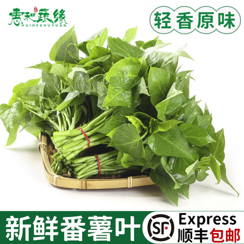 新鲜番薯叶红薯叶地瓜叶鲜嫩芽带梗农家蔬菜食用苕尖专吃叶子