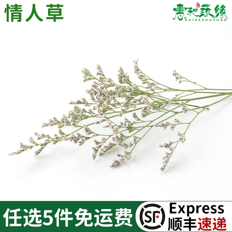 新鲜情人草鲜花盘饰花20支西餐酒店日料冷艺餐饮装饰摆盘点缀鲜花