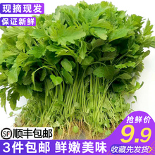 益母草新鲜坤草野菜女性修养生理期需要500g新鲜益母草菜鲜蔬菜