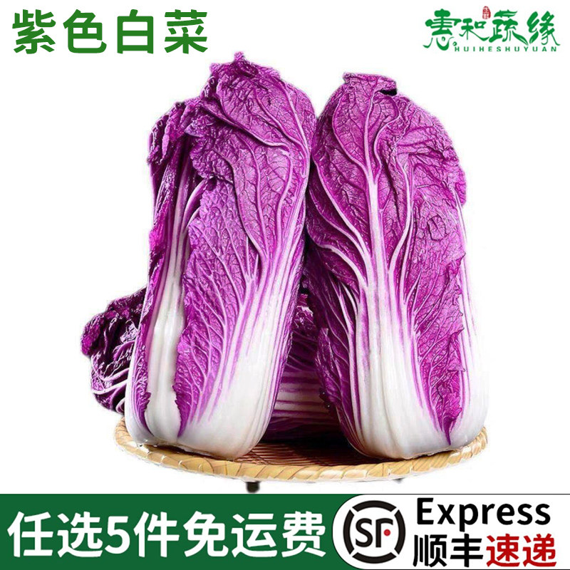 新鲜紫色白菜蔬菜酒楼饭店特色蔬菜富含花青素紫色大白菜紫玉白菜