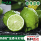 广东香水柠檬新鲜精选一级果无籽青柠果园现摘直发咖啡奶茶店专用