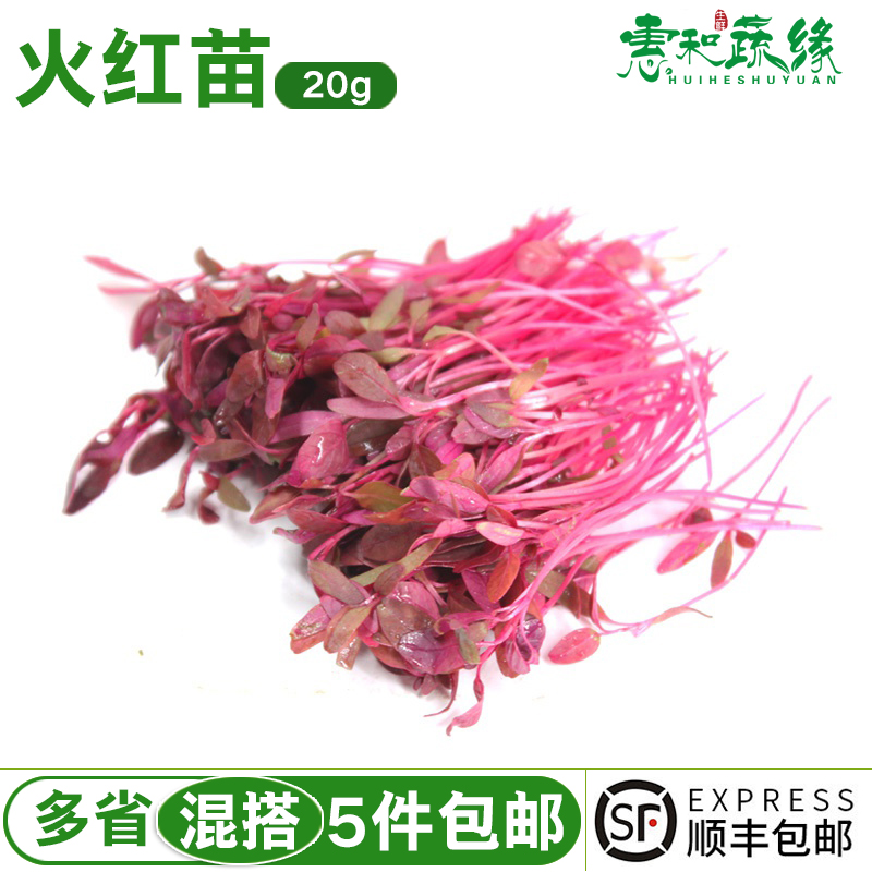 火红新鲜芽苗菜可食用西餐沙拉