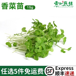 新鲜香菜苗可食用蔬菜酒店西餐厅摆盘拍装饰点缀香菜苗芽苗