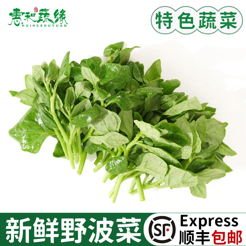 新鲜野波菜饭店酒楼炖汤火锅特色蔬菜食材露天霜冻打地菠菜野菜