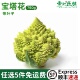 新鲜宝塔花菜750g新鲜蔬菜罗马花椰菜西餐食材酒店装 盘沙拉花椰菜