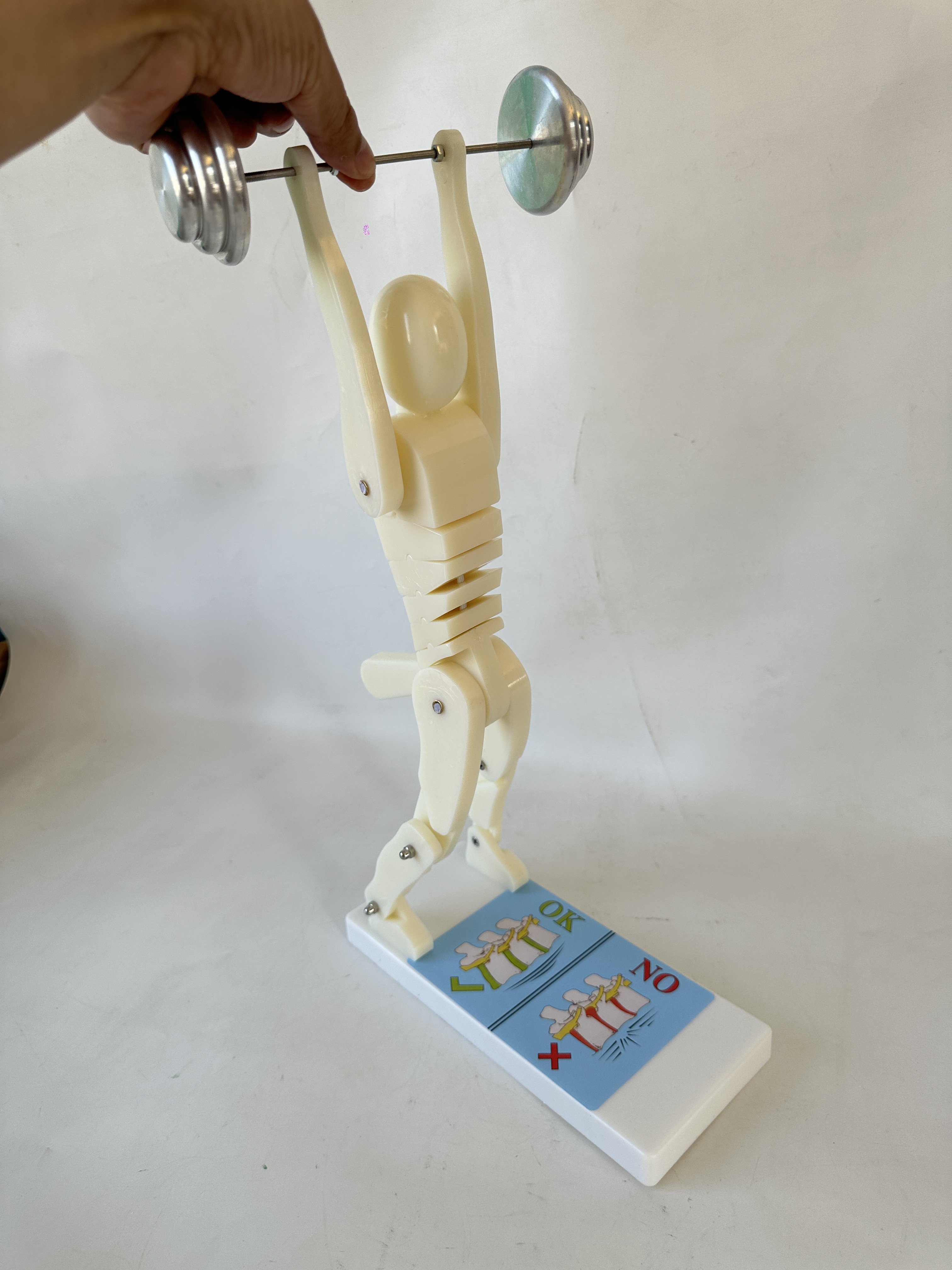 奶白人体举重脊椎受力演示模型健身重物正确姿势演示腰部腰椎保护