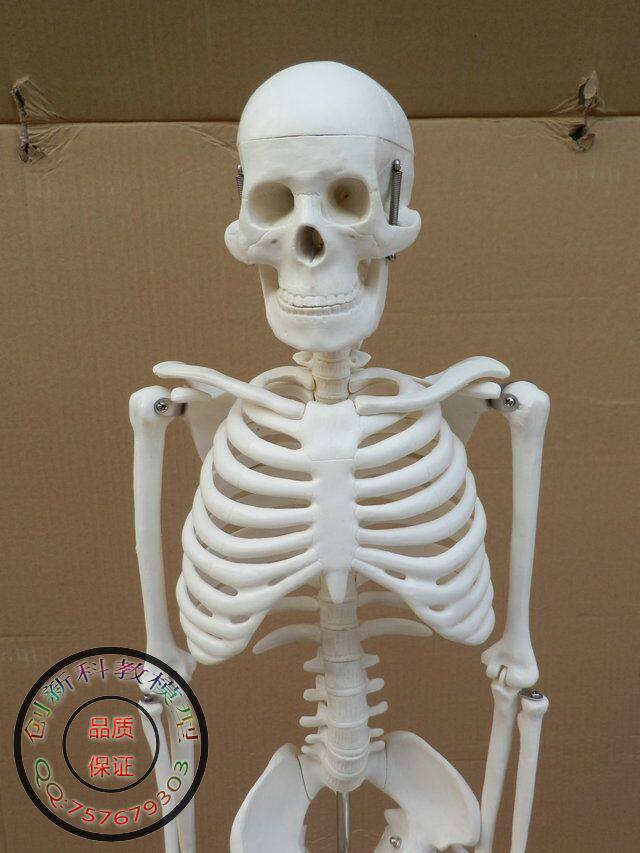 全新 85cm人体骨骼 脊椎 骨架模型 只为好评!