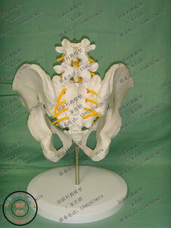 人体2节腰椎带盆骨 仿真骨骼模