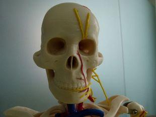 85CM 人体骨骼模型带心脏及血管骨架模型 骷髅模型骨架人