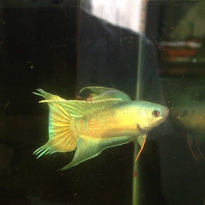 中国斗鱼  蓝火 蓝火焰 火焰叉 普叉 越黑 蓝叉