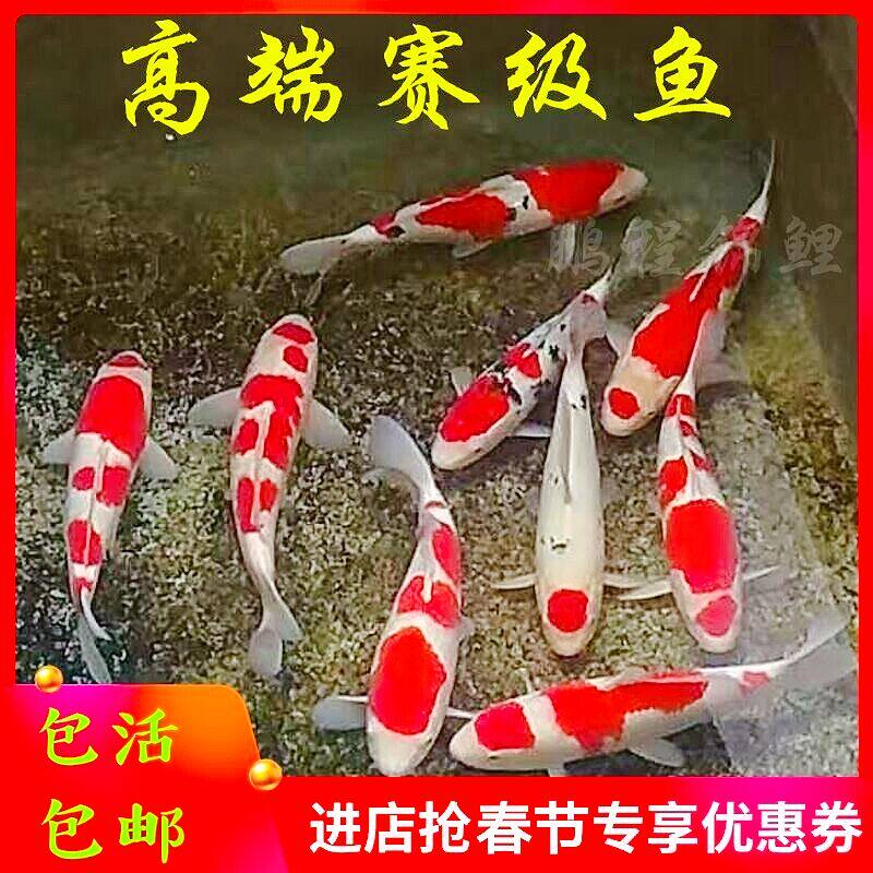 日本纯种锦鲤活体三色观赏鱼包邮
