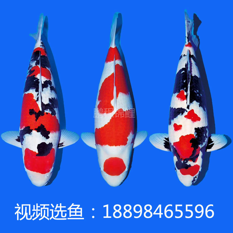 日本纯种锦鲤活体三色观赏鱼